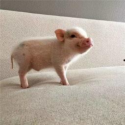 吃瓜猪娱乐新型道歉方式,新型道歉方式席卷娱乐圈